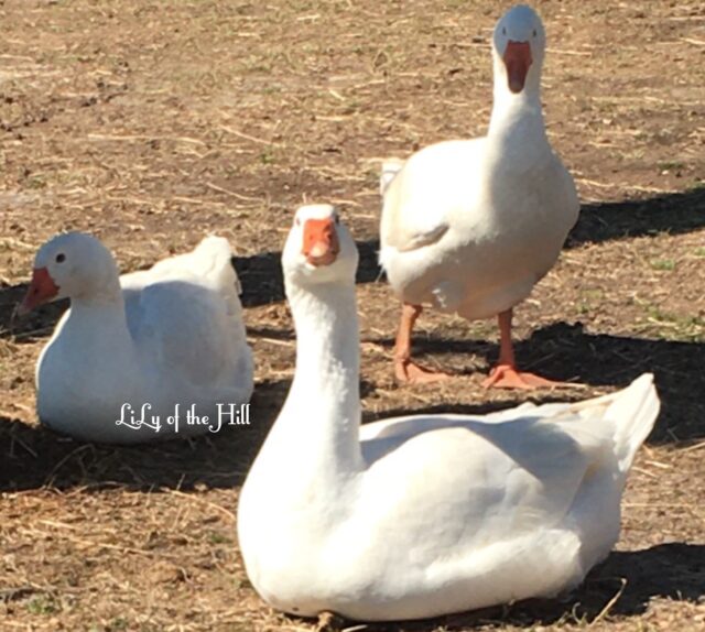 Embden Geese Hatching Eggs