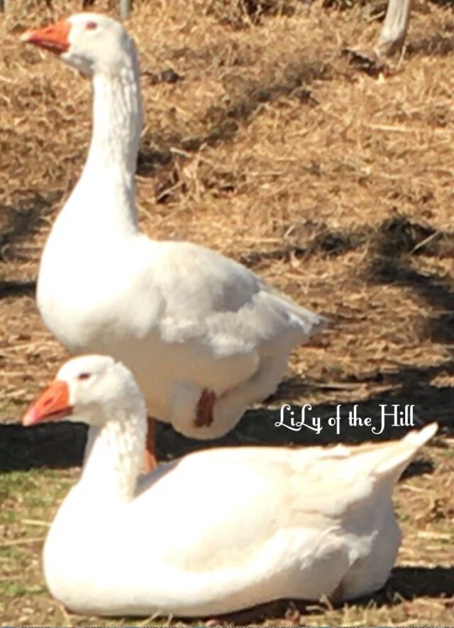 Embden Geese Hatching Eggs